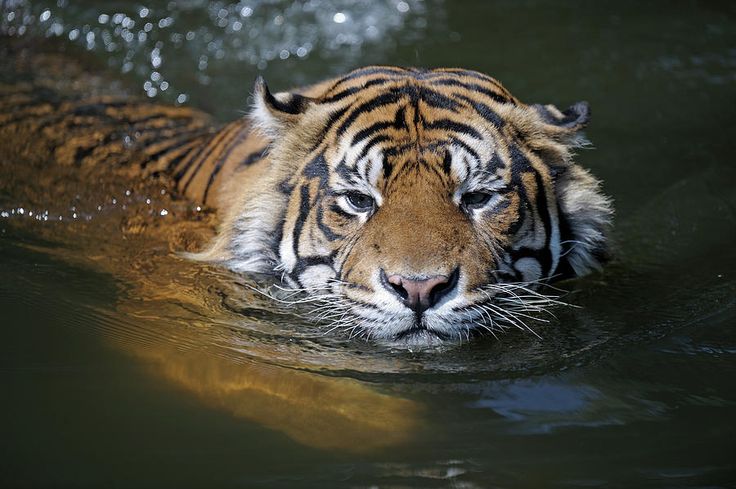 Sumatran Tiger Info